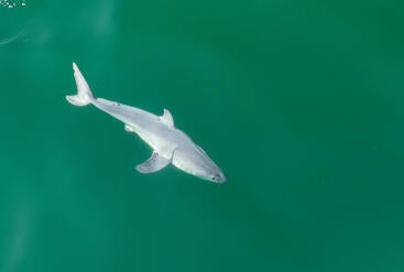 white shark side view